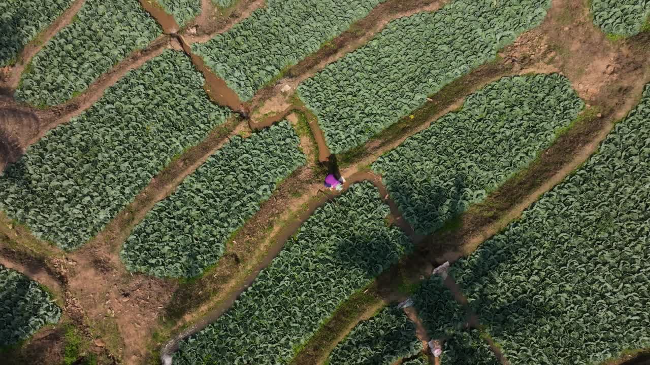 Vibrant countryside covered in crops and thatched huts, Thailand