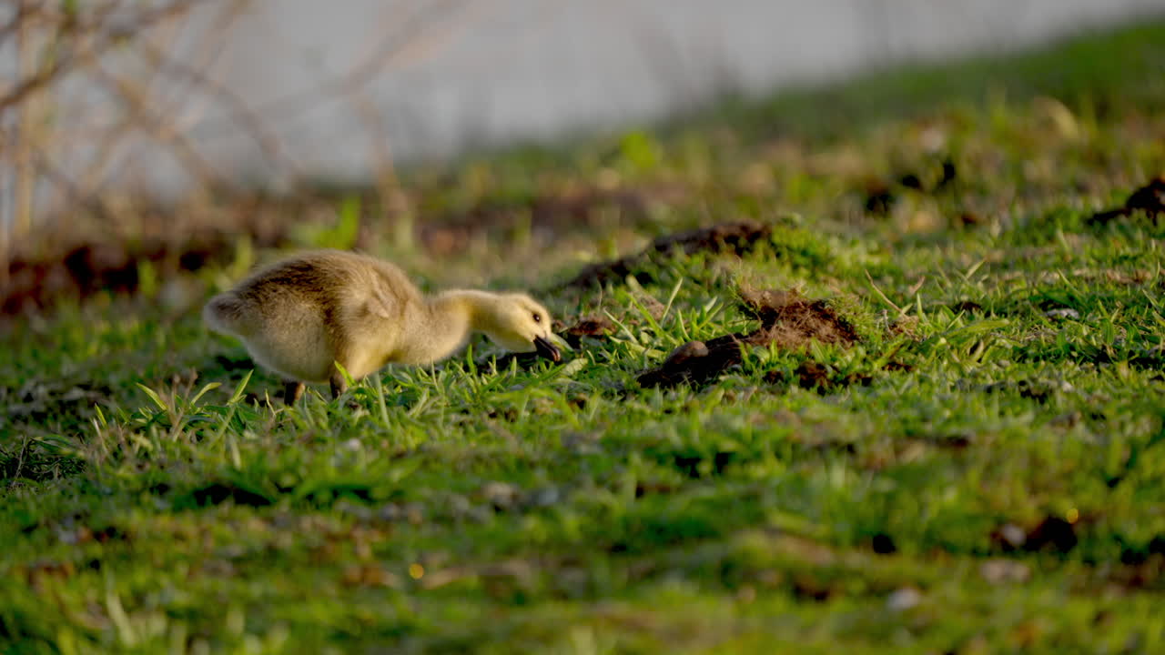 A slow-motion scene of baby birds feeding and engaging in playful activities in spring.