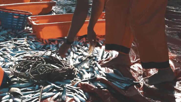A pile of freshly caught fish on the seashore