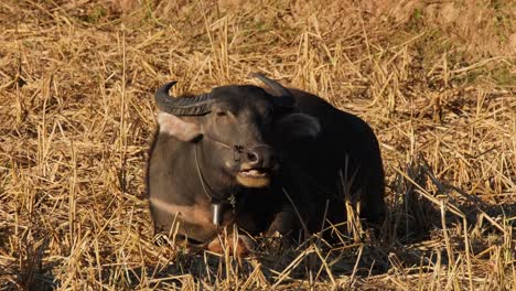 visto comiendo y rumiando mientras toma el sol bajo el sol de la tarde, carabaos pastando, búfalo de agua, bubalus bubalis, tailandia