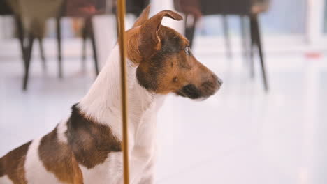 camera focuses closely on a dog standing in the living room at home