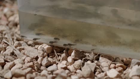 Tadpoles-and-amphibian-hatchlings-in-a-plastic-research-container