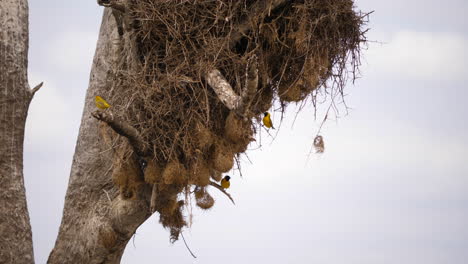 Colony-of-weaver-bird-nests-built-below-raptor-nest-on-dead-tree,-yellow-weavers-fly-around-intracate-woven-structures