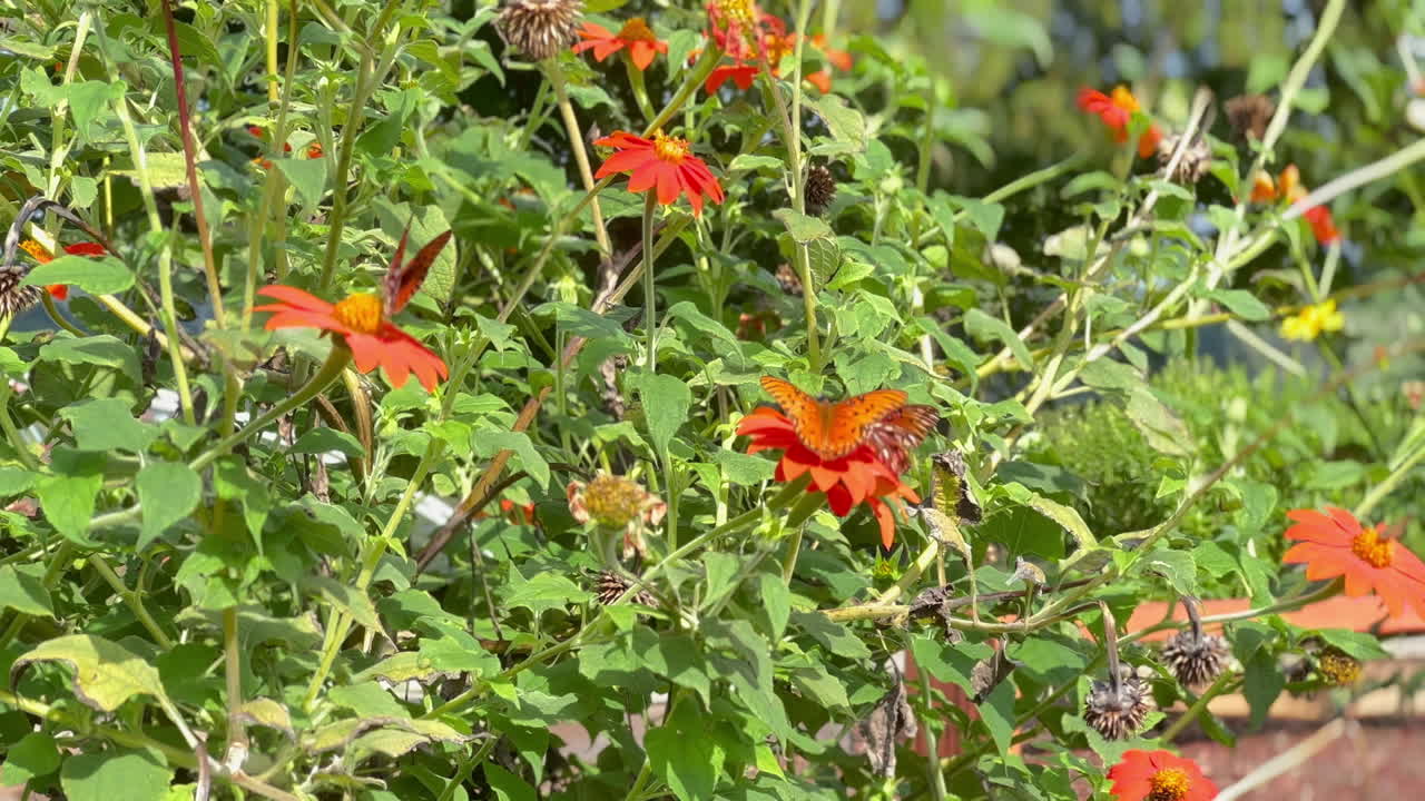 Colorful flowers in a shrubbery