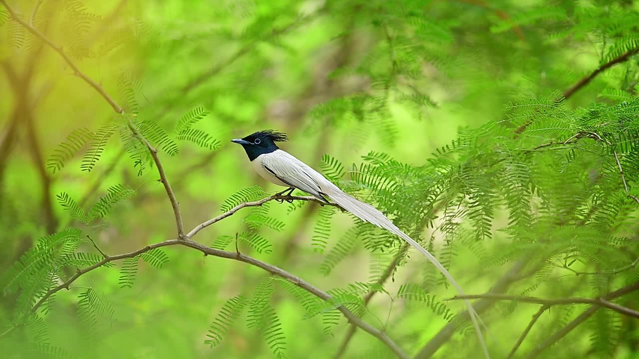 Indian paradise flycatcher Perched on a Branch in a Lush Forest
