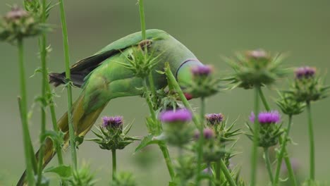 Perico-De-Anillos-Rosados-Alimentándose-De-Plantas-De-Cardo-Mariano