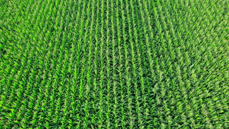 beautiful summer landscape of a corn field