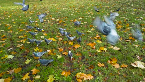 High-angle-shot-of-a-group-of-pigeons-been-feed-in-the-park-on-the-grass-at-daytime