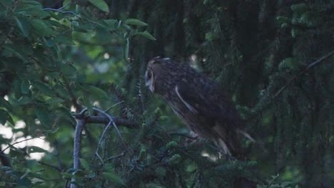 long eared owl perched on branch readying to fly