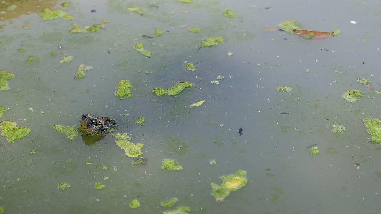 더러운 연못에서 수영하는 거북이