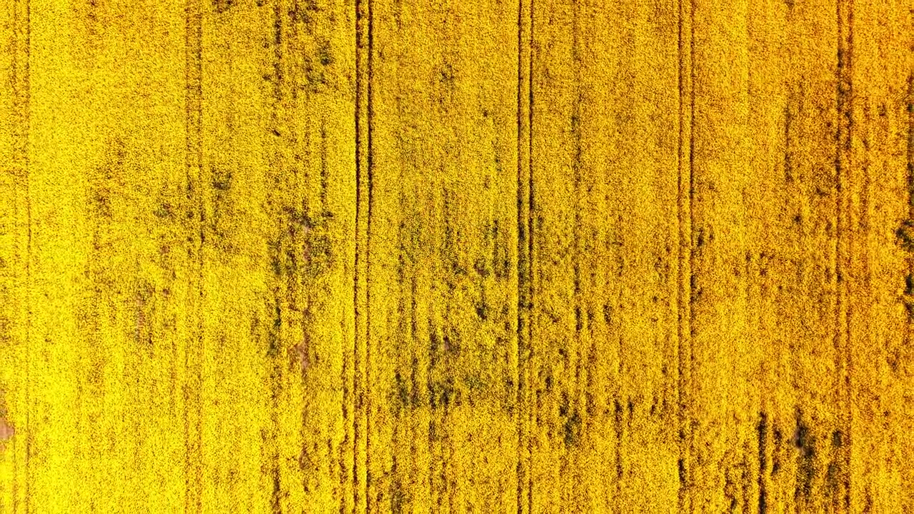 Direkte dronebilde ovenfra av en teksturert gul rapsåker som viser vertikale traktorspor og blomstrende planter om våren. Luftfoto ovenfra av gul rapsåker med spor.
