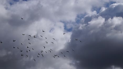 Flying-group-of-birds