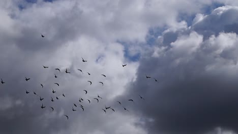 grupo volador de pájaros