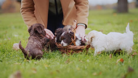 dueño de mascota en el parque de otoño jugando con cachorros en el césped