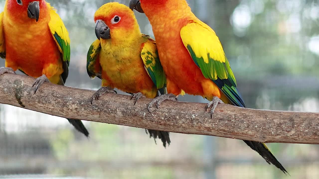 A group of colorful Sun Conures interacting closely on a single branch, showcasing their vibrant plumage and social behavior.