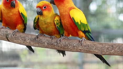 a group of colorful sun conures interacting closely on a single branch, showcasing their vibrant plumage and social behavior.