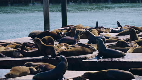 Leones-Marinos-De-California-Tumbados-Bajo-El-Sol-En-Los-Muelles-Del-Muelle-39-En-San-Francisco,-California