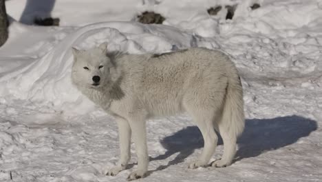 arctic wolf sniffing ther air aware of camera