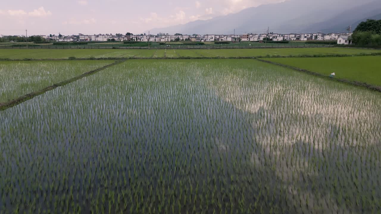 imágenes aéreas en primer plano de campos de arroz, revelando lentamente las montañas cangshan en dali, provincia de yunnan en china