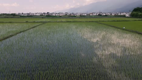 imágenes aéreas en primer plano de campos de arroz, revelando lentamente las montañas cangshan en dali, provincia de yunnan en china