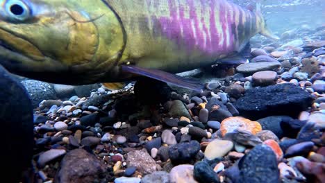 multiple salmon climbing a clear river