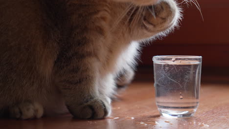 Cute-British-Shorthair-cat-drinking-water-by-dipping-paws-in-small-glass-of-water-and-licking-floor