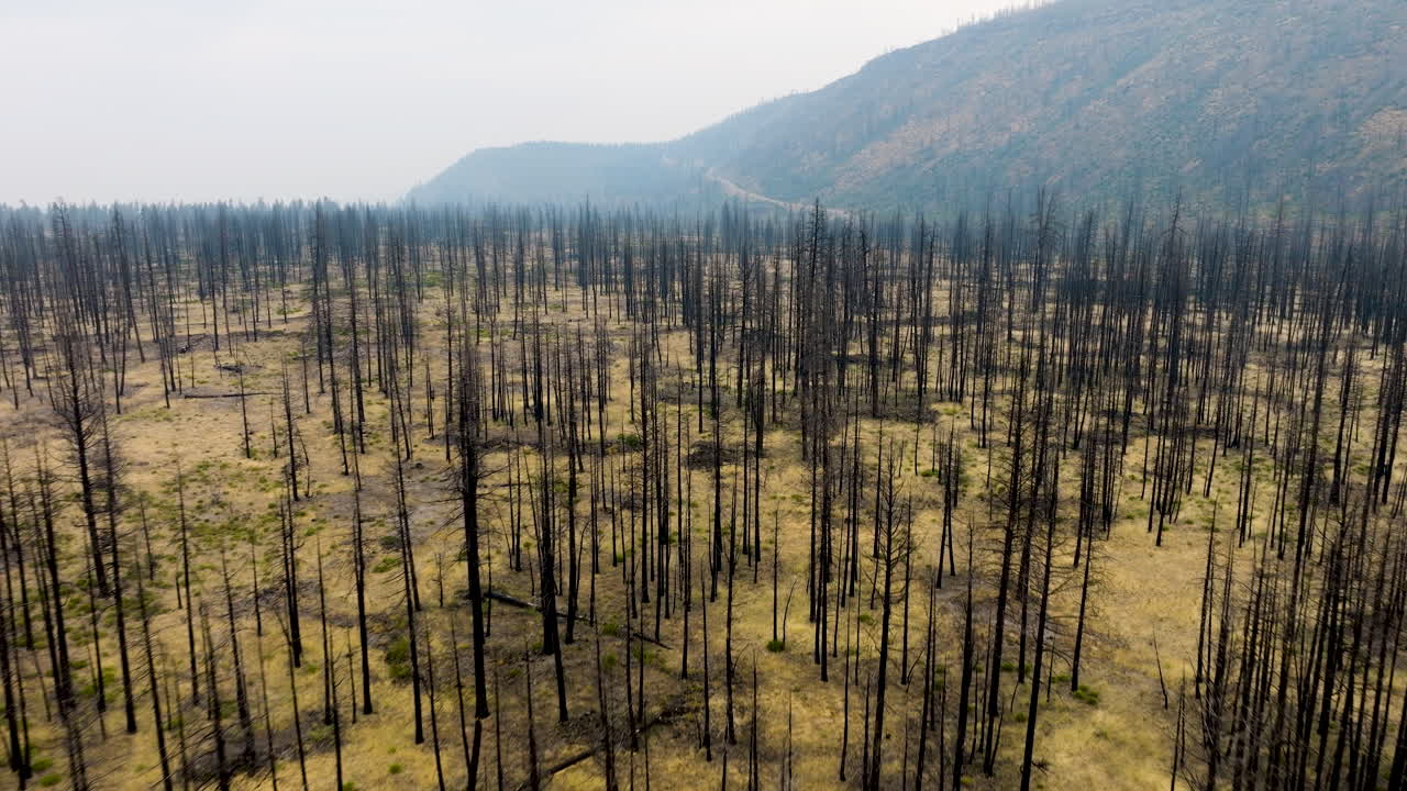 Aftermath of a Forest Fire: Landscape of Charred Trees and Hazy Mountains