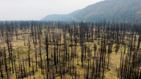 aftermath of a forest fire: landscape of charred trees and hazy mountains