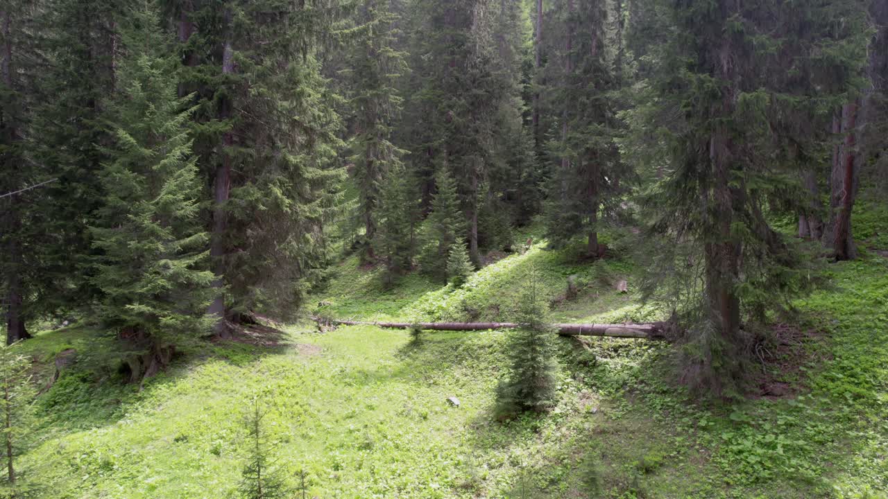 Aerial drone footage of an old, forest in Switzerland in summer. The drone slowly tilts upwards to reveal a forest of tall, mature Norway spruce (Picea abies) trees and naturaly regenerating trees.