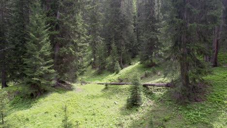 aerial drone footage of an old, forest in switzerland in summer. the drone slowly tilts upwards to reveal a forest of tall, mature norway spruce (picea abies) trees and naturaly regenerating trees.