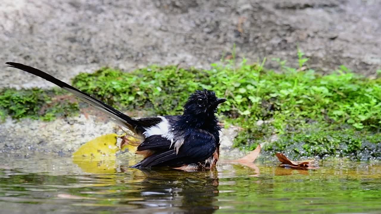 shama de rabadilla blanca bañándose en el bosque durante un día caluroso, copsychus malabaricus, en cámara lenta
