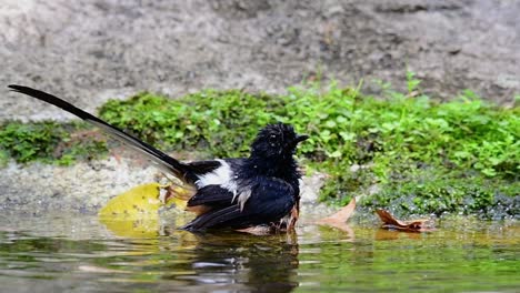 Shama-De-Rabadilla-Blanca-Bañándose-En-El-Bosque-Durante-Un-Día-Caluroso,-Copsychus-Malabaricus,-En-Cámara-Lenta