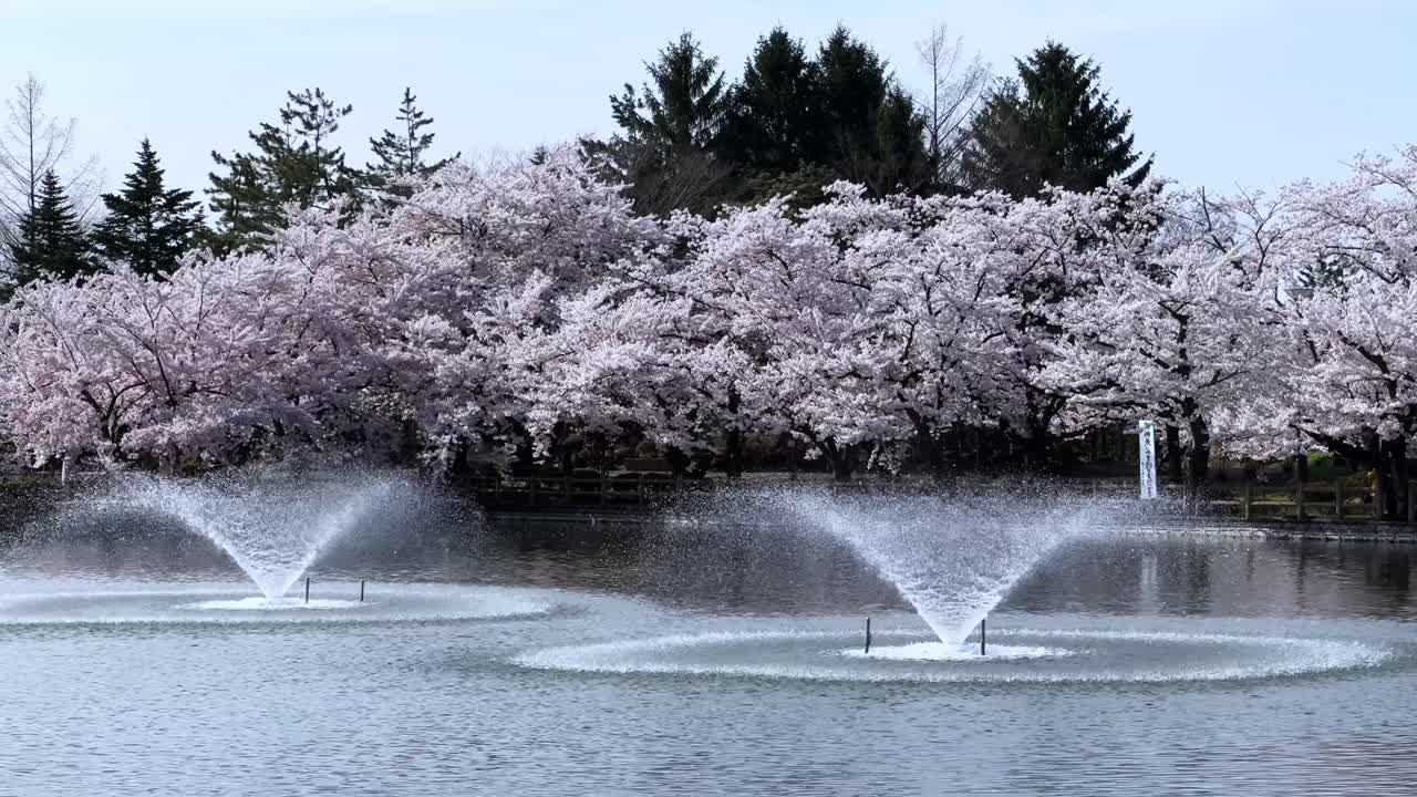 Cherry blossom trees in full bloom by a pond with fountains in Sakura Park, Aomori