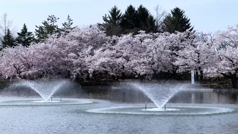 cherry blossom trees in full bloom by a pond with fountains in sakura park, aomori