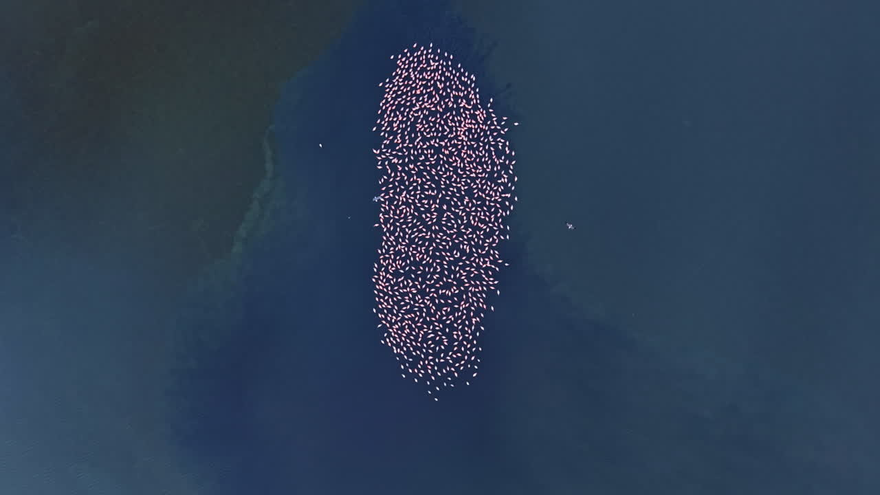 Graceful dance of flamingos gathering together on a serene blue lagoon at sunset, creating a breathtaking natural spectacle