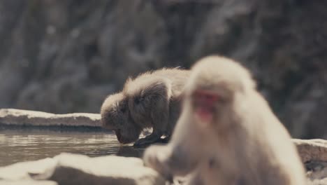 snow monkey drinking water in pond on sunny day in japan