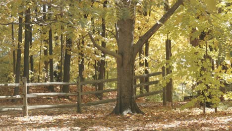 hermoso árbol en el patio trasero de una granja durante la temporada de otoño con las hojas cambiando de color en gatineau, quebec