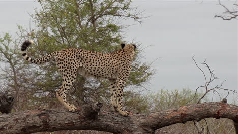vista cercana del guepardo macho marcando su territorio en un árbol caído
