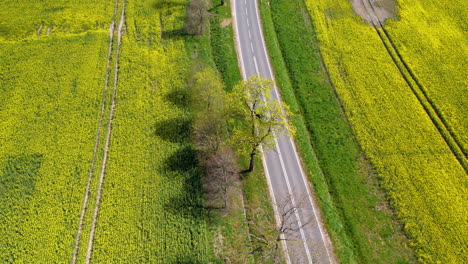 Blick-Von-Oben-Auf-Eine-Straße-Zwischen-Blühenden-Rapsfeldern---Drohnenaufnahme