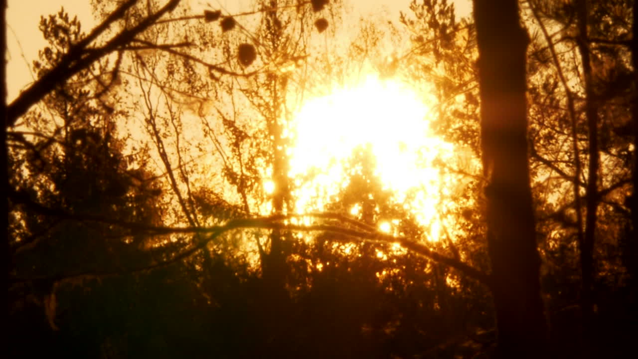 заходящее золотое солнце сквозь ветви деревьев. статичный снимок