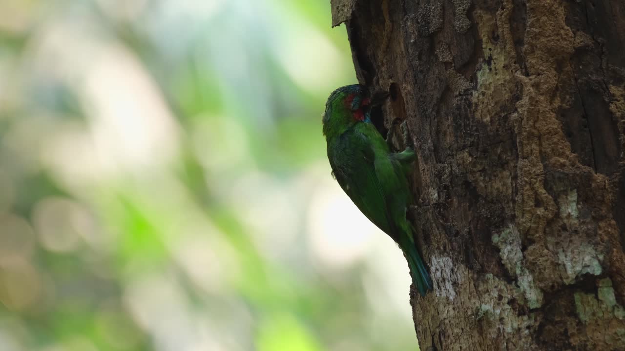 descansando después de cavar seriamente su nido y hay más excavaciones para que eclosionen sus huevos, barbudo de orejas azules psilopogon cyanotis, parque nacional kaeng krachan, tailandia