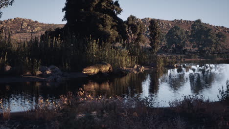 crocodile by a serene lake at sunrise/sunset