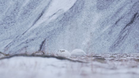 two ptarmigans feeding in the arctic wilderness