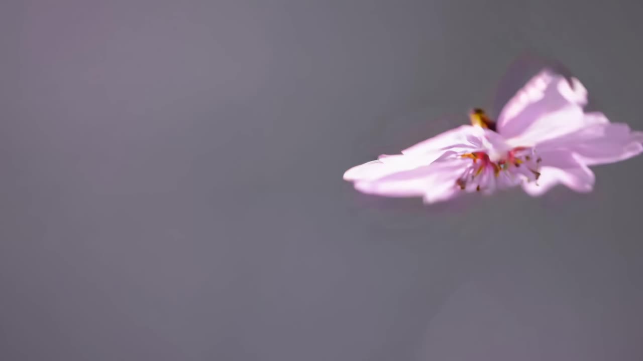 Close-up video of a delicate pink flower petal floating against a soft gray background