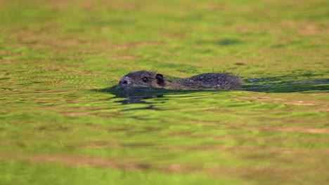 Un-Coipo-Salvaje-O-Nutria-{myocastor-Coypus)-Nadando-A-Través-De-Un-Río-En-América-Del-Sur