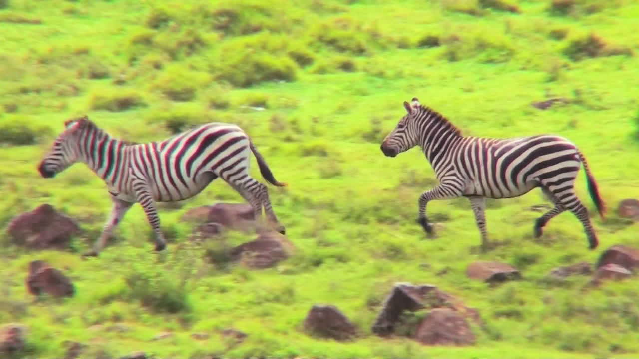 Zebras running in a field in Africa