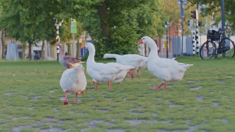 a flock of white geese birds animals grazing in a city park in the hague in cinematic style