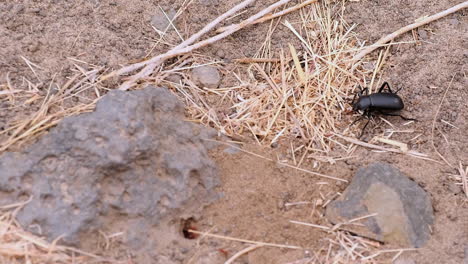 Tiny-red-ant-attacks,-bites-black-beetle-on-legs,-beetle-responds