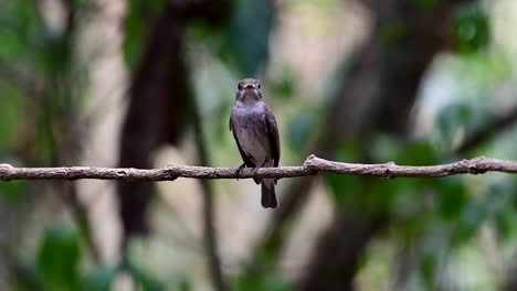 The-Asian-Brown-Flycatcher-is-a-small-passerine-bird-breeding-in-Japan,-Himalayas,-and-Siberia