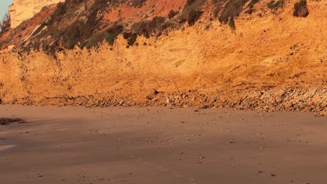 perro en la playa rocosa al atardecer, día